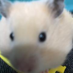 たぢま