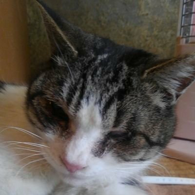 オクトパスのトーク