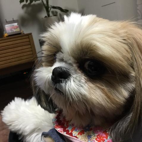 イグアスの滝
