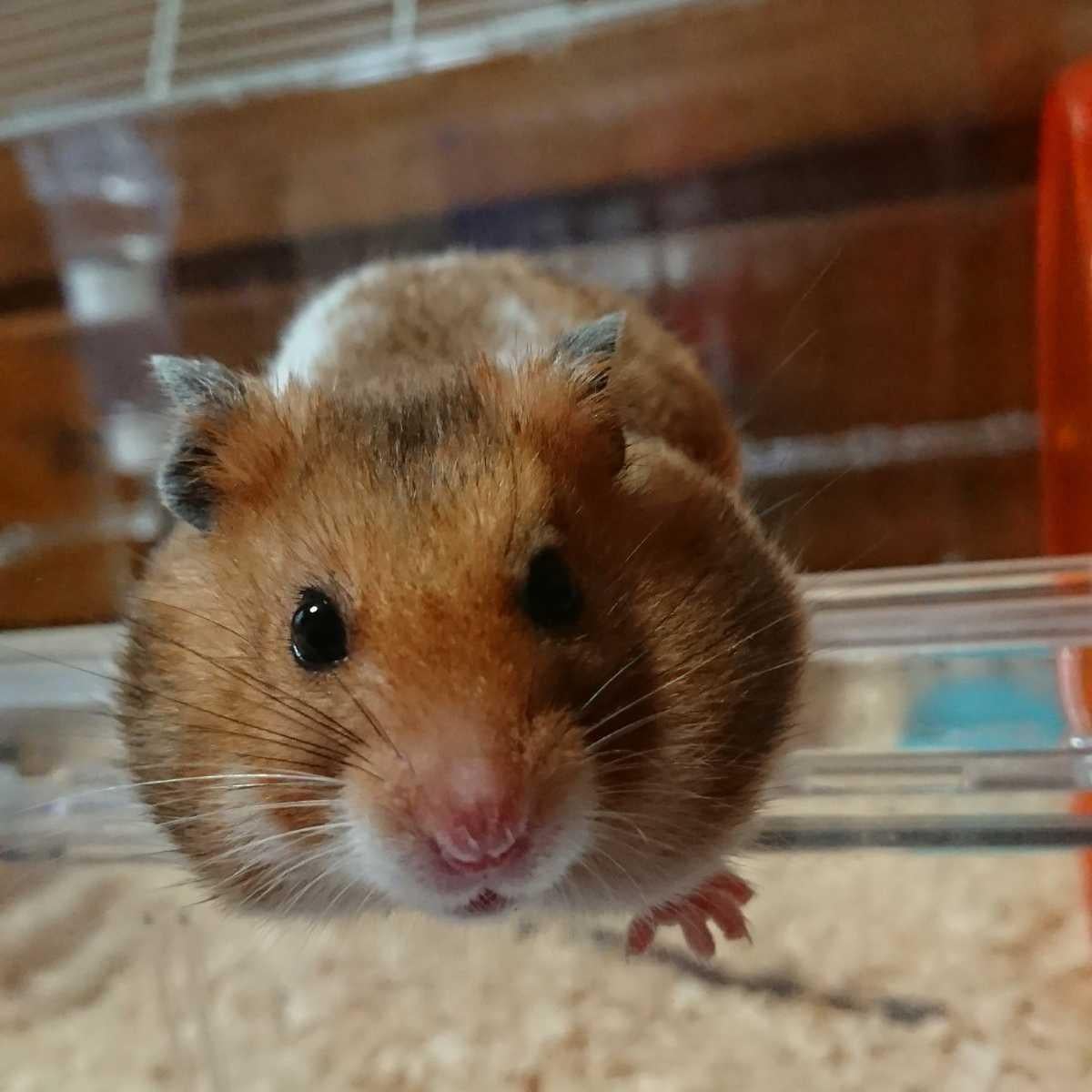 まな