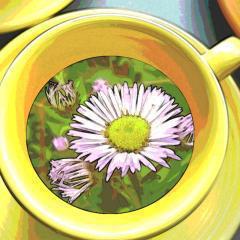 乃木坂好きの雑談