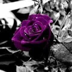 Wild Rose