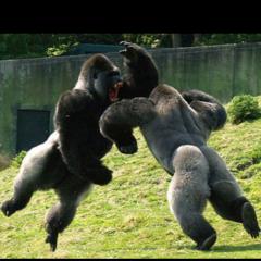 ゴリラ達の《顔採点》