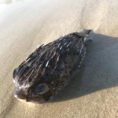よっしー。