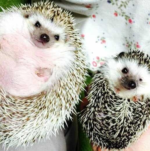 ひかるん、田野、十夢、小麟推し