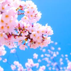 サクラ