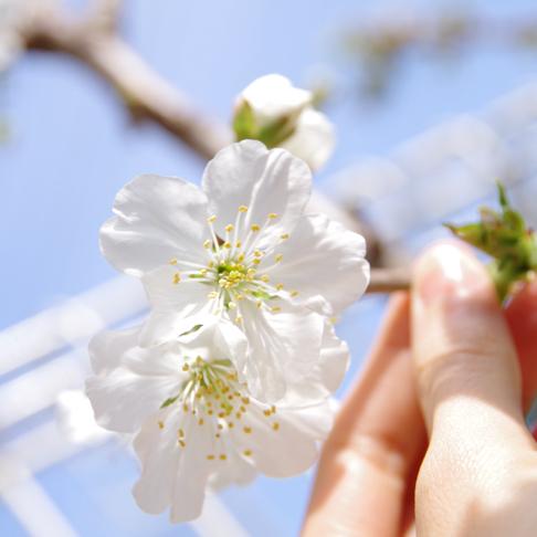 パインの葉っぱ