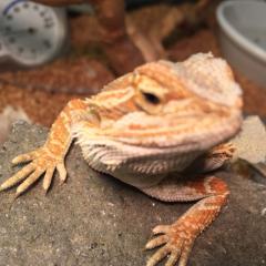 今日のアトムくん