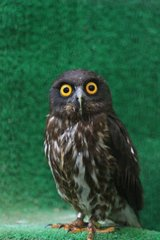 黒のアオバズク