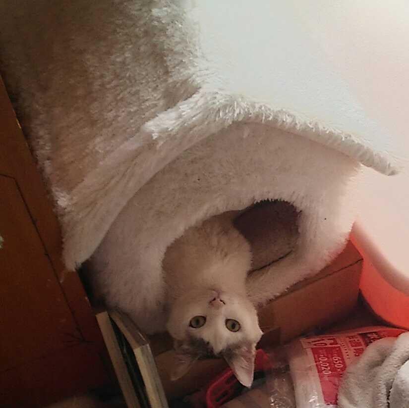 レオンライダー