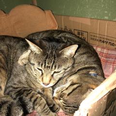 コブクロ好きな人だけ