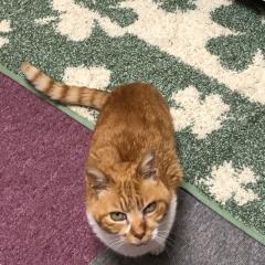 おーのーのトーク