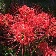 恋伽氏の秘密部屋