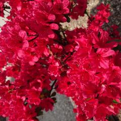 Safumi Itoのトーク