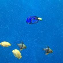 ハルルンのトーク