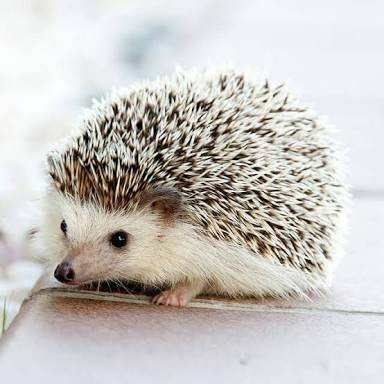 おっちゃん
