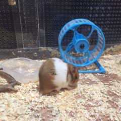 あやかのトーク