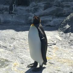 生ペンギン