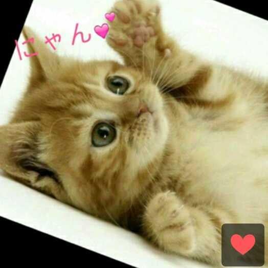 猫写真(募集もしてますよ!)