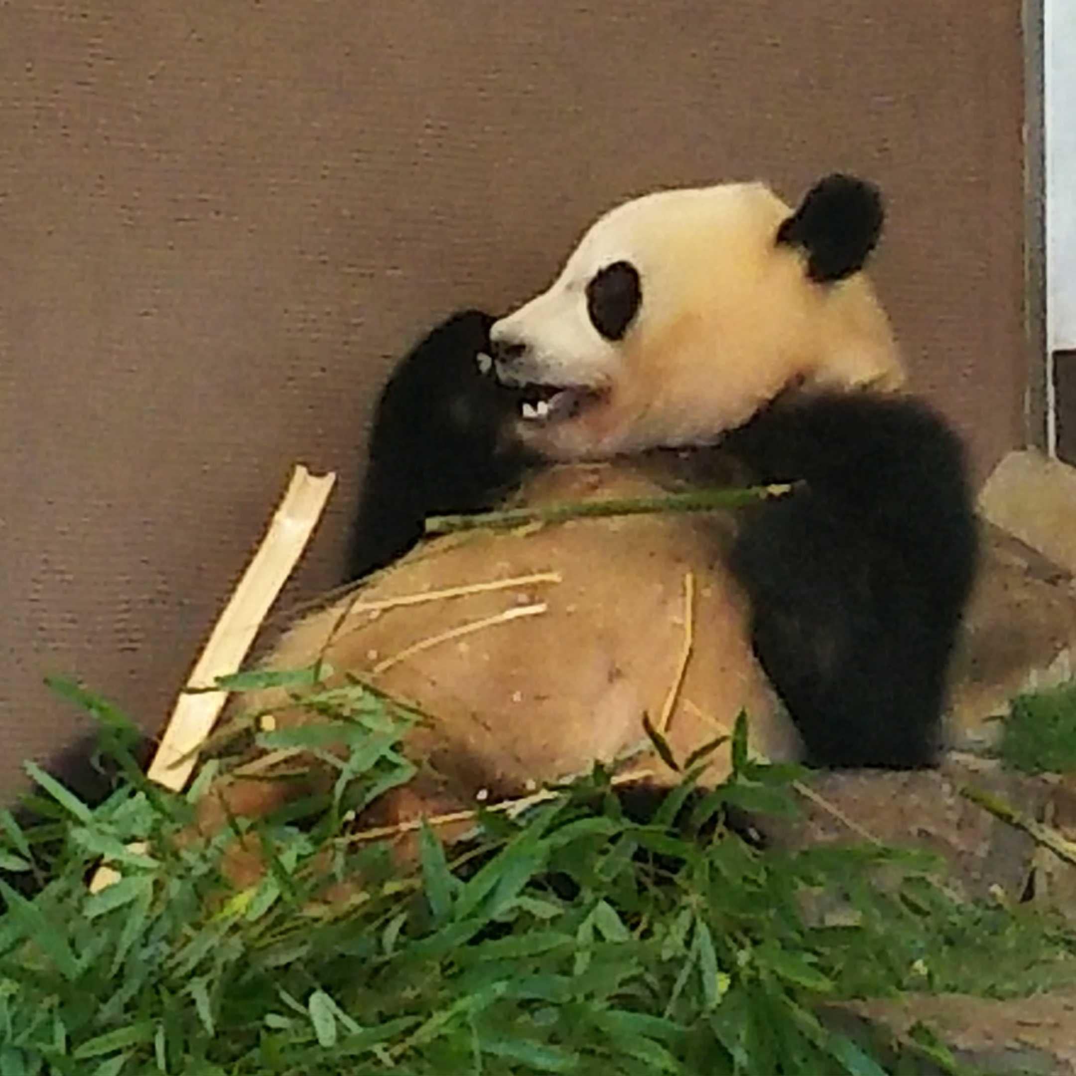 やぐぅ@ことレボ🐻💗