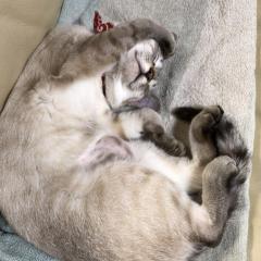 小麟ちゃんプラメ返信