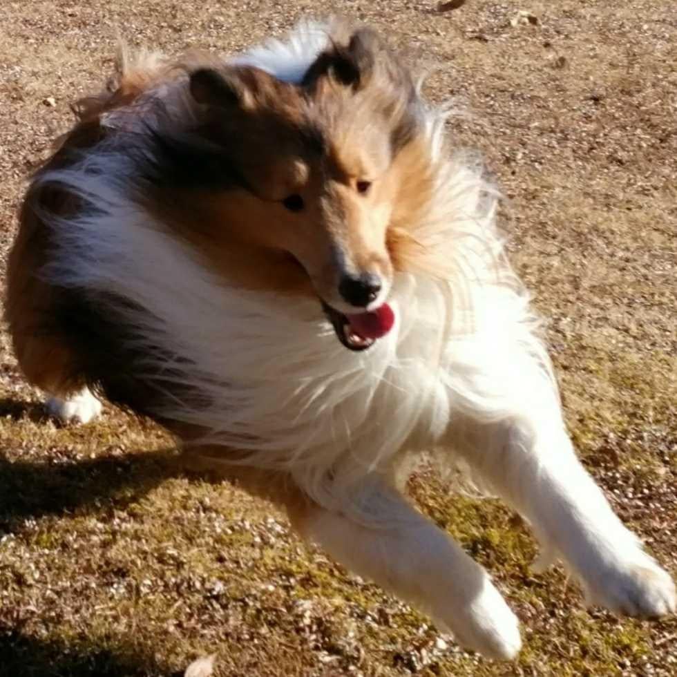 くるるんに返信です