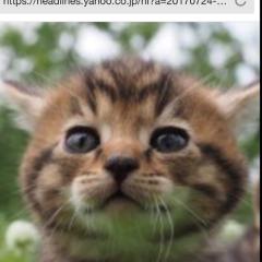 かずまなけい