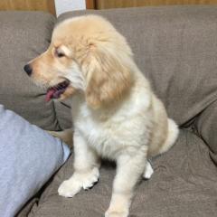 ソラちゃんパパ