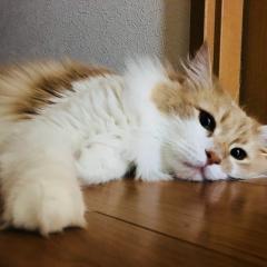 NANA😽🌸😽🌸