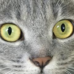 としにゃん