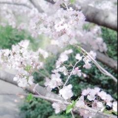 hanpenಇ蝴蝶εїз