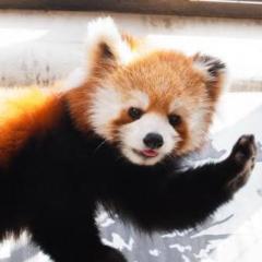 揚げぷっちょ万札太郎