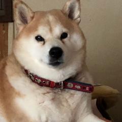 ぼたん