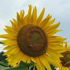 👴🏻感謝感激爺爺👴🏻