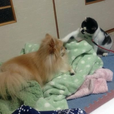 ミズヤン