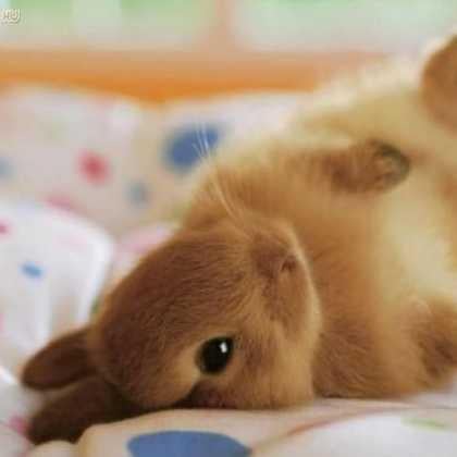 ゆううさぎ