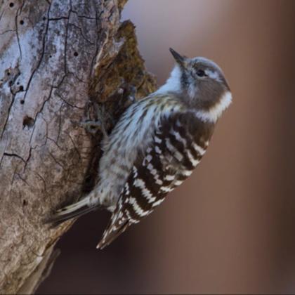 花、虫、風景、野鳥などの写真部屋