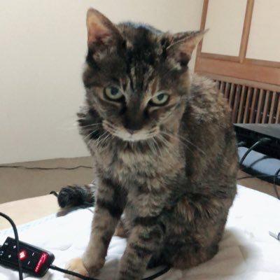 えのき。