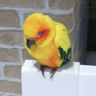 オロチ