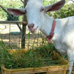 りょうミンの乃木坂46を語る部屋