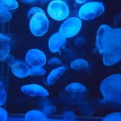 まっきー@かすみ草🤗