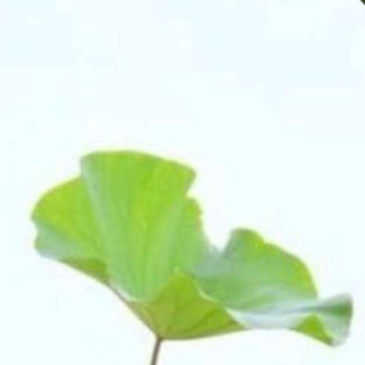 くるふか