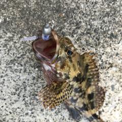 ましろ