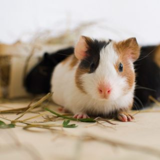 沖ひかり犯罪sy