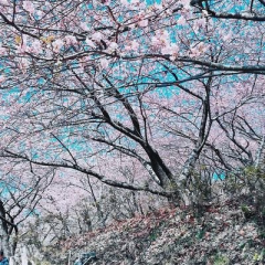 たこ