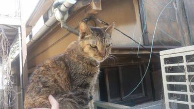 かめれおん