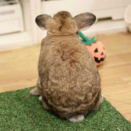 どん