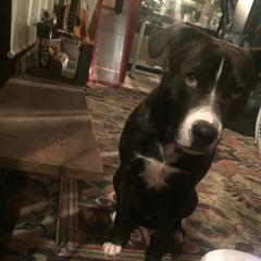 犬飼ってます！