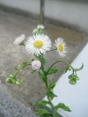 かんじのトーク