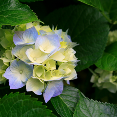 マルテのトーク